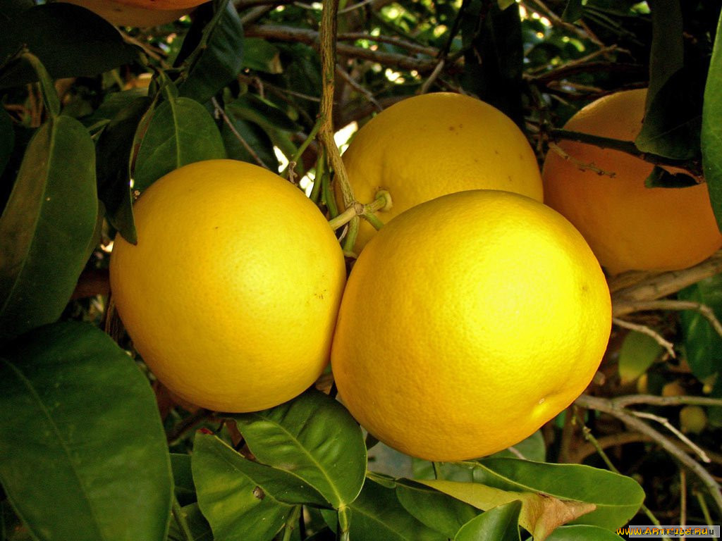 , , 